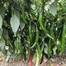 1000 PCS Seeds Dark Green Line Chili Cayenne Pepper Vegetable 1000 PCS Seeds Dark Green Line Chili Cayenne Pepper Vegetable