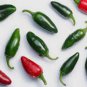 1000 PCS Seeds Dark Green Line Chili Cayenne Pepper Vegetable