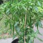 1000 PCS Seeds Dark Green Line Chili Cayenne Pepper Vegetable