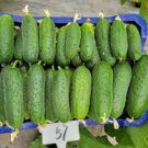 50 PCS Seeds Dark Green Little Cucumber Hybrid F1
