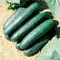 50 PCS Seeds Dark Green Little Cucumber Hybrid F1