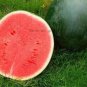 5 PCS Seeds Dark Green Seedless Watermelon Red Inside Fruits