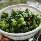 500 PCS Seeds Dark Green Sichuan Pickled Chilli 500 PCS Seeds Dark Green Sichuan Pickled Chilli