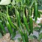 500 PCS Seeds Dark Green Sichuan Pickled Chilli