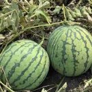 20 PCS Seeds Dark Green Skin Red Watermelon 'Tian Chang' 20 PCS Seeds Dark Green Skin Red Watermelon 'Tian Chang'