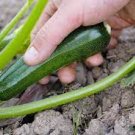 8 PCS Seeds Dark Green Zucchini Summer Squash Bonsai Vegetables