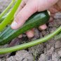 8 PCS Seeds Dark Green Zucchini Summer Squash Bonsai Vegetables