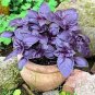 20 PCS Seeds Dark Opal Basil
