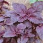 20 PCS Seeds Dark Opal Basil