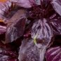 20 PCS Seeds Dark Opal Basil
