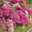 20 PCS Seeds Dark Pink Azalea 20 PCS Seeds Dark Pink Azalea