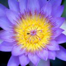1 PCS Seeds Dark Purple Water Lily Hybrid Pond Plant Lotus 1 PCS Seeds Dark Purple Water Lily Hybrid Pond Plant Lotus