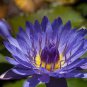 1 PCS Seeds Dark Purple Water Lily Hybrid Pond Plant Lotus