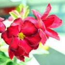2 PCS Seeds Dark Red Adenium big blooming petals with black hole desert rose