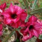 2 PCS Seeds Dark Red Adenium big blooming petals with black hole desert rose