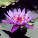 1 PCS Seeds Dark Purple Water Lily Nymphaea Corolata Aquatic Plants 1 PCS Seeds Dark Purple Water Lily Nymphaea Corolata Aquatic Plants