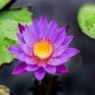 1 PCS Seeds Dark Purple Water Lily Nymphaea Corolata Aquatic Plants