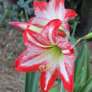 100 PCS Seeds Dark Red Amaryllis 100 PCS Seeds Dark Red Amaryllis