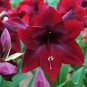 100 PCS Seeds Dark Red Amaryllis