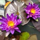 1 PCS Seeds Dark Purple Water Lily Hybrid Pond Plant Lotus 1 PCS Seeds Dark Purple Water Lily Hybrid Pond Plant Lotus