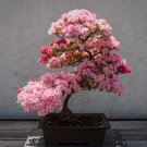 10 PCS Seeds Dark Red Apple Flowering Plant Bonsai Tree