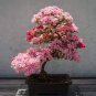 10 PCS Seeds Dark Red Apple Flowering Plant Bonsai Tree