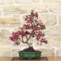 10 PCS Seeds Dark Red Apple Flowering Plant Bonsai Tree