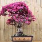 10 PCS Seeds Dark Red Apple Flowering Plant Bonsai Tree