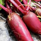 30 PCS Seeds Dark Red Beetroot Cylindra Vegetables 30 PCS Seeds Dark Red Beetroot Cylindra Vegetables