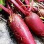 30 PCS Seeds Dark Red Beetroot Cylindra Vegetables