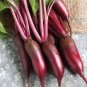 30 PCS Seeds Dark Red Beetroot Cylindra Vegetables