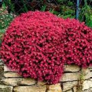 200 PCS Seeds Dark Red Creeping Thyme Flower 200 PCS Seeds Dark Red Creeping Thyme Flower