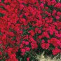 200 PCS Seeds Dark Red Creeping Thyme Flower