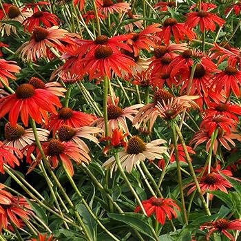 100 PCS Seeds Dark Red Echinacea 6-layer Big Blooms Bonsai Flowers