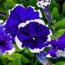 200 PCS Seeds Dark Red Purple Garden Petunia Hybrida Flowering Plants