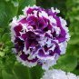 200 PCS Seeds Dark Red Purple Garden Petunia Hybrida Flowering Plants