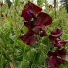 8 PCS Seeds Dark Red Purple Sweet Pea Spencer 8 PCS Seeds Dark Red Purple Sweet Pea Spencer