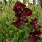 8 PCS Seeds Dark Red Purple Sweet Pea Spencer