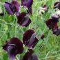 8 PCS Seeds Dark Red Purple Sweet Pea Spencer