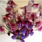 8 PCS Seeds Dark Red Purple Sweet Pea Spencer