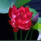1 PCS Seeds Dark Red Strong Fragrant Nelumbo Nucifera Lotus Flower
