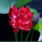 1 PCS Seeds Dark Red Strong Fragrant Nelumbo Nucifera Lotus Flower