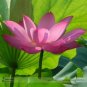 1 PCS Seeds Dark Red Strong Fragrant Nelumbo Nucifera Lotus Flower