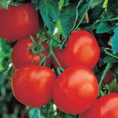 100 PCS Seeds Dark Red Tomato