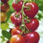 100 PCS Seeds Dark Red Tomato