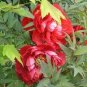 5 PCS Seeds Dark Red Tree Peony Flower 'Fengzi"