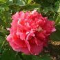 5 PCS Seeds Dark Red Tree Peony Flower 'Fengzi"