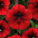 200 PCS Seeds Dark Red Velour Petunia