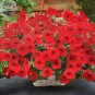 200 PCS Seeds Dark Red Velour Petunia