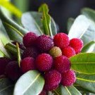 5 PCS Seeds Dark Red Waxberry Shrub